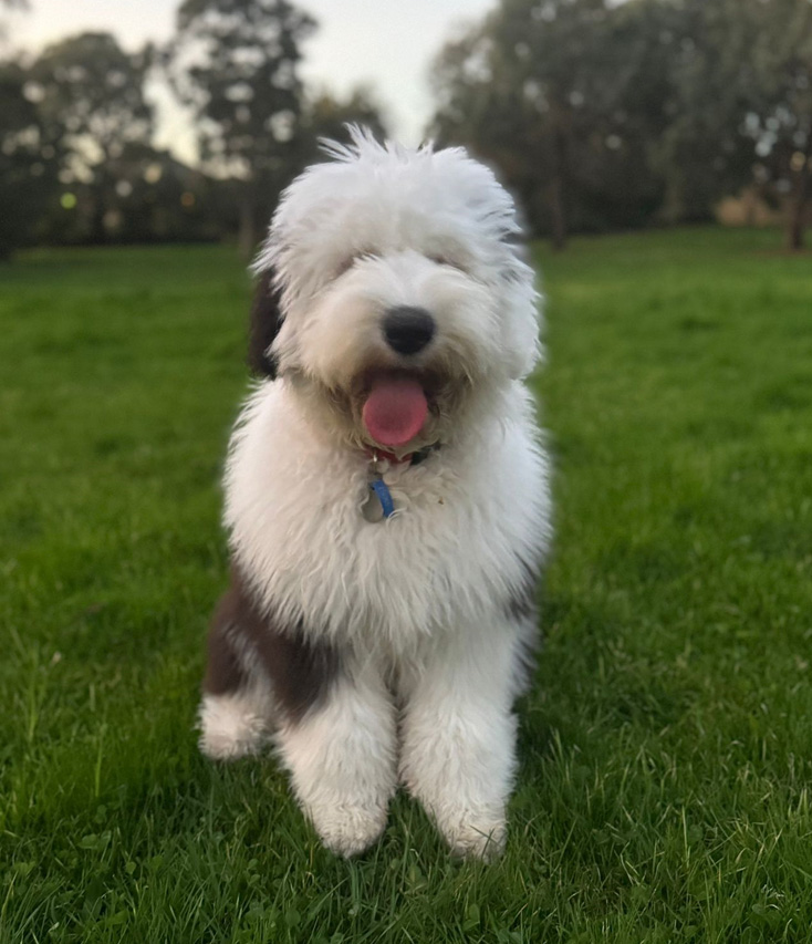 Baloo Therapy Dog